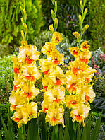 Гладіолус Jester 12/14