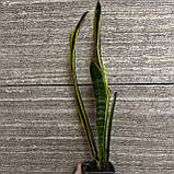 Сансевієрія Лауренті варієгатна жовта Sansevieria Laurentii, фото 3