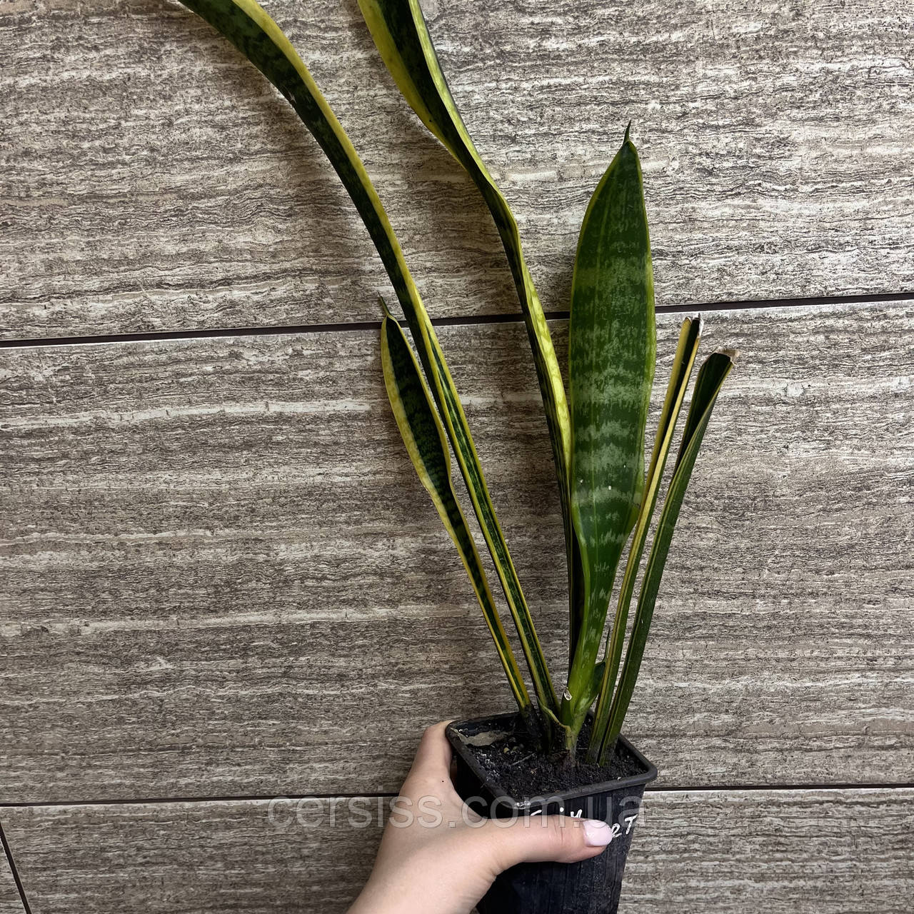 Сансевієрія Лауренті варієгатна жовта Sansevieria Laurentii