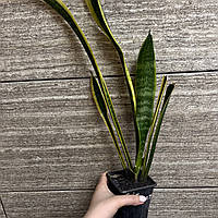 Сансевиерия Лауренти деленка куста, Sansevieria Laurentii