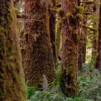 Аромаолія Redwoods and Moss(CandleScience)