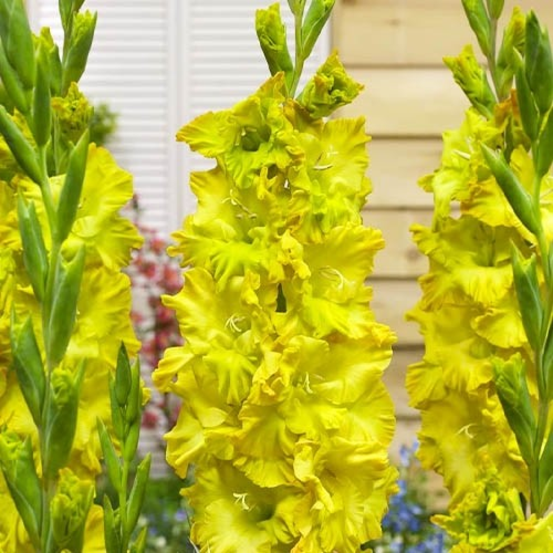 Гладіолус Blitz 12/14, фото 1