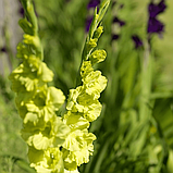 Гладіолус Blitz 12/14, фото 2