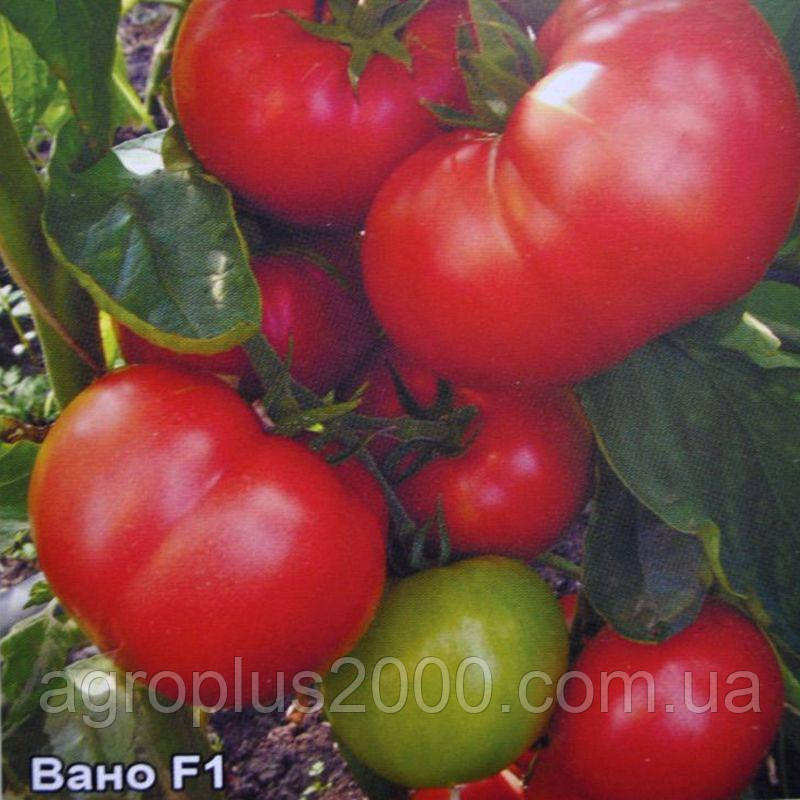 Насіння Томат детермінантний Вано F1 поштучно 15 насінин Елітний ряд