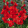 Гладіолус Fire cracker 14/16, фото 4