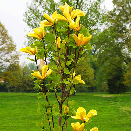 Магнолія Джуді Зук / С7,5 / h 100-130 / Magnolia Judy Zuk, фото 2