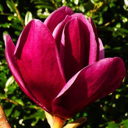 Магнолія Шираз / С7,5 / h 100-130 / Magnolia Shirazz, фото 2