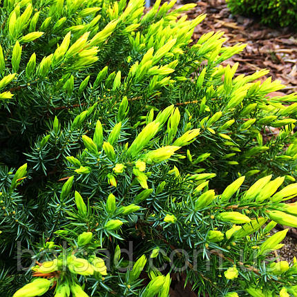 Ялівець Санфлавер / Р16 / d 20-30 / Juniperus Sunflower, фото 1