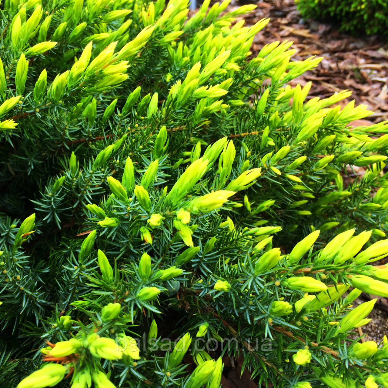 Ялівець Санфлавер / Р16 / d 20-30 / Juniperus Sunflower