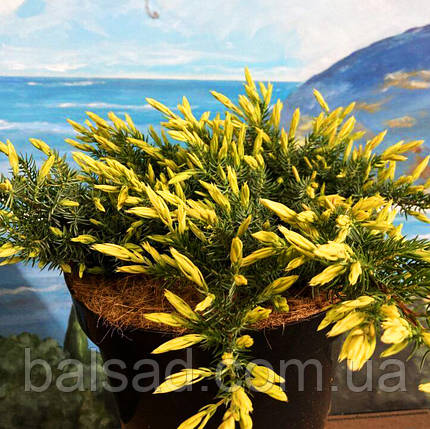 Ялівець Санфлавер / Р16 / d 20-30 / Juniperus Sunflower, фото 4