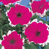 Петунія SAKATA Hulahoop F1 Velvet (Вельвет) 1000 шт Драж