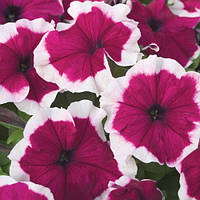 Петунія SAKATA Hulahoop F1 Burgundy (бургунді) 1000 шт Драж