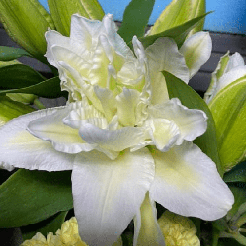 Лілія Махрова Roselily Alana 15/17