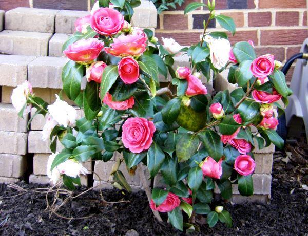 Камелія японська Festival (висота 45-50 см), фото 1