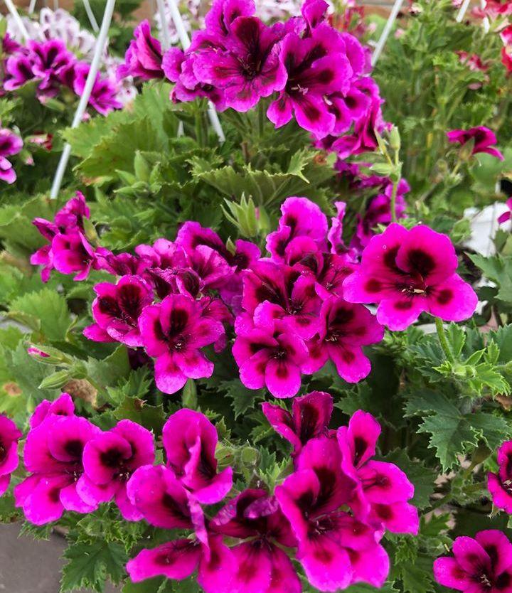 Пеларгонія королівська Clarion violet (висота 15-25 см)
