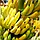 Банан кімнатний Саймон, фото 3