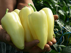 Насіння солодкого перцю Хаскі F1 (Khaski F1) Enza Zaden 500