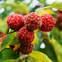 Кудранія Morus Sinica ( полуничне дерево )