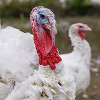 Корм Комбикорм для индюшат "Финиш" с 77 дня, 25 кг