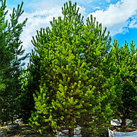 Саженцы Сосны обыкновенной (Pinus sylvestris)