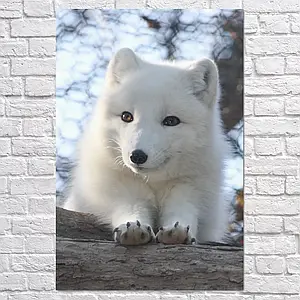 Плакат "Лисиця полярна, песець, snow fox", 60×40см