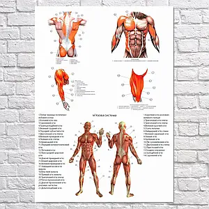 Плакат "М'язова система людини (українською)", 85×60см