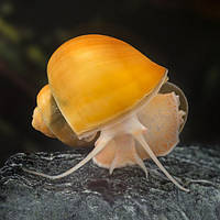 Ампулярії акваріумні равлики