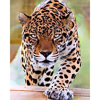 Алмазная мозаика Strateg ПРЕМИУМ Суровый леопард на рамке размером 40х50см, в корр. 51*43*3см, ТМ Strateg,