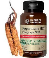 Cordyceps Кордицепс