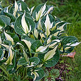 Хоста Whirlwind, фото 3