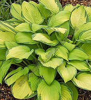 Хоста дрібний гурт