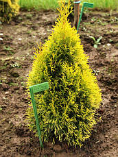 Туя західна Philips Magic Moment 2 річна, Туя западная Филипс меджик момент, Thuja occidentalis Philips Magic, фото 6