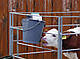 Відро з гумовою соскою для годівлі телят, Farma Нідерланди, фото 2
