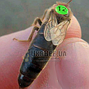 Мітки для маток цифрові, опалітові, Німеччина, фото 4