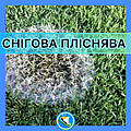 Снігова пліснява -хвороба газону. Чи варто хвилюватися?