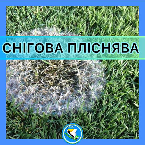 Снігова пліснява -хвороба газону. Чи варто хвилюватися?