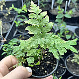Папороть адіантум карликова мікс, фото 2