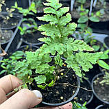 Папороть адіантум карликова мікс, фото 3