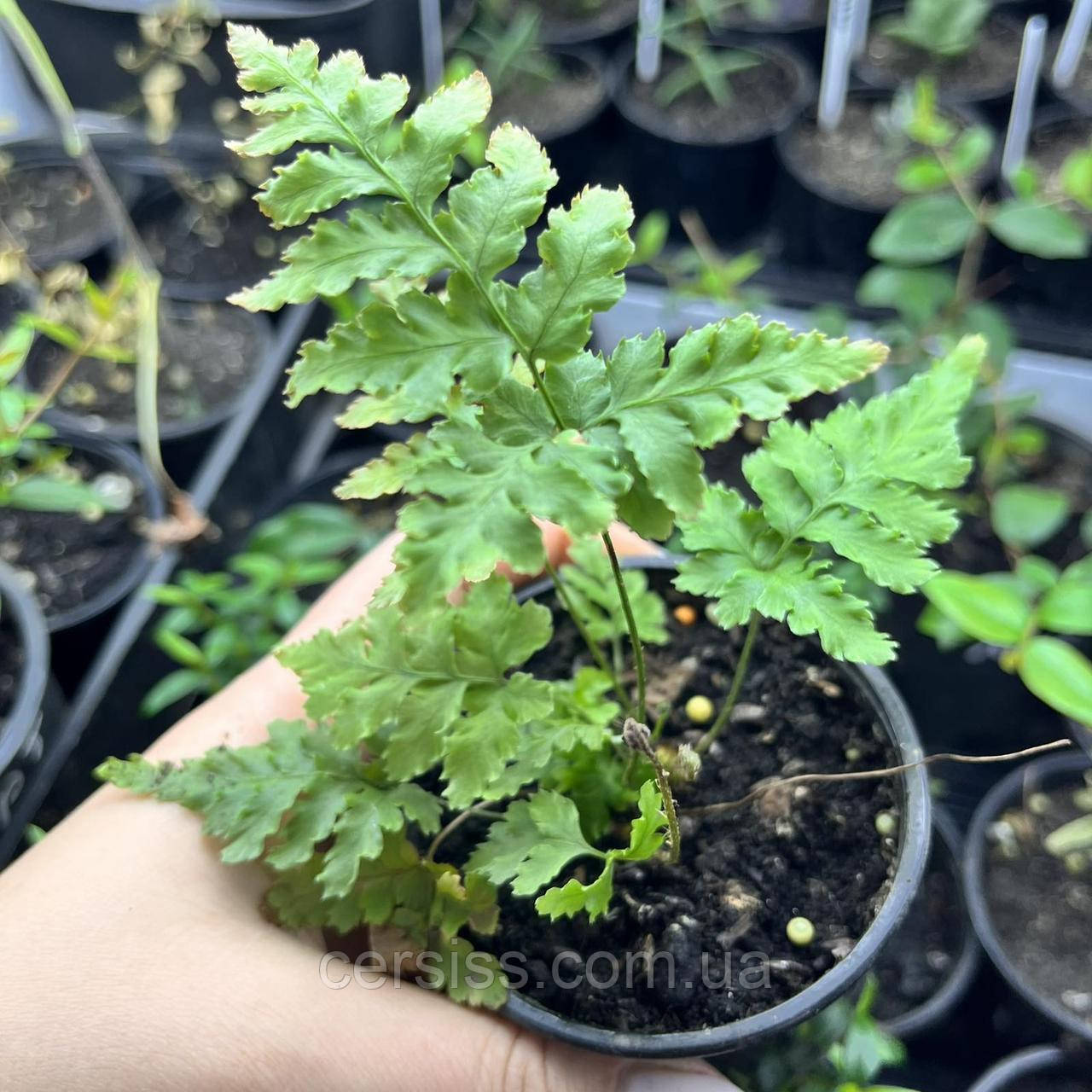 Папороть адіантум карликова мікс, фото 1