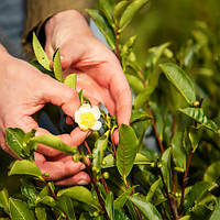Зелений чай Грузинський Букет
