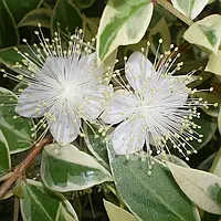 Мірт крупнолистий С2