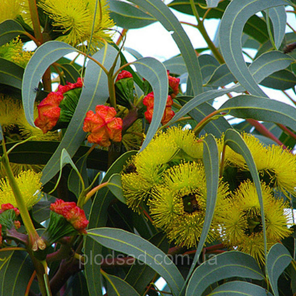 Евкаліпт Лимонний кімнатний