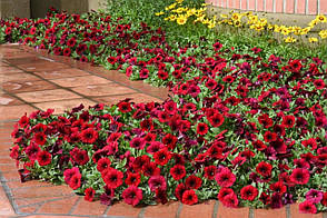 Насіння Петунія ампельна Ізі Вейв F1 Ред Велюр 50 драже Pan American, фото 2