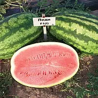 Насіння Nunhems кавун Леді F1 10 нас.