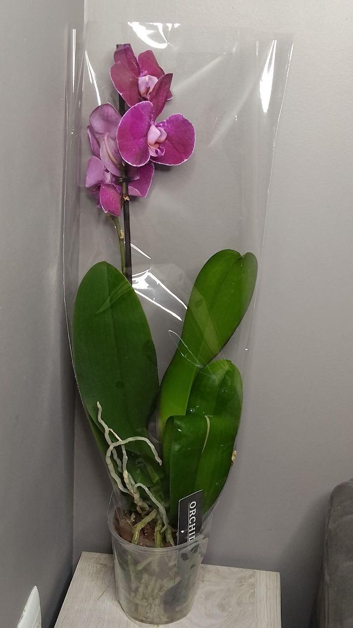 Живые комнатные цветы орхидеи в горшке для дома, комнатные цветы (темно фиолетовая орхидея) - фото 1 - id-p2041403082