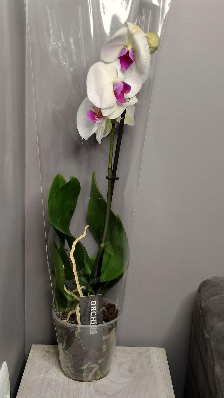 Живые комнатные цветы орхидеи в горшке для дома, комнатные цветы (белая орхидея) - фото 4 - id-p2041412970