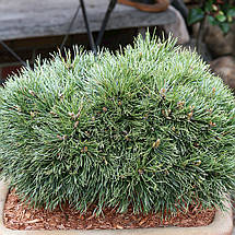 Сосна гірська на штамбі Грюне Велле / h 75-95 / Pinus Grüne Welle, фото 4