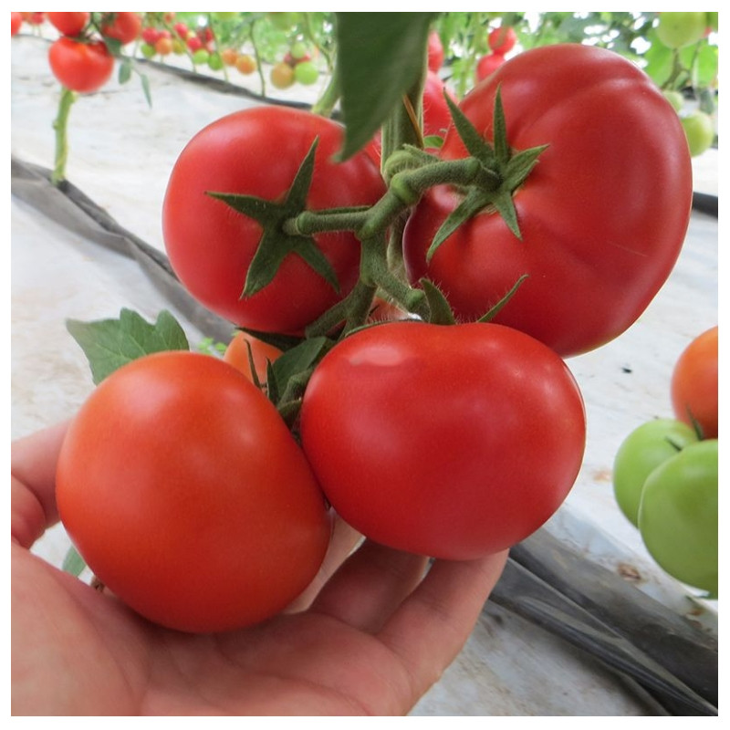 Помідор Целестін F1 Clause 10 шт (індетермінантний), фото 1