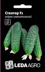 Огірок Стентор F1, 10 шт  , Леда Агро