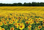 Вирощування соняшнику в Дніпропетровській області: як отримати високі врожаї